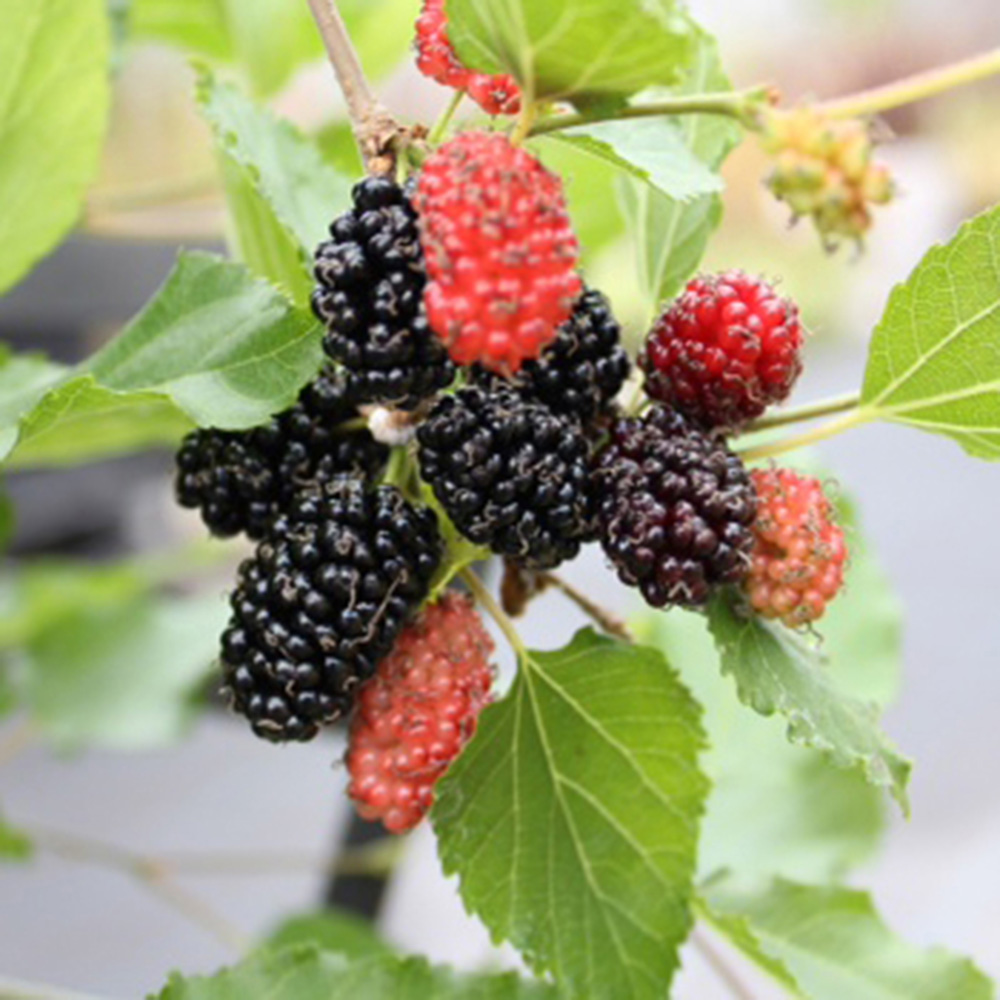 wilko Dwarf Mulberry Morus Mojoberry Plant Pot 1.7L Image 1
