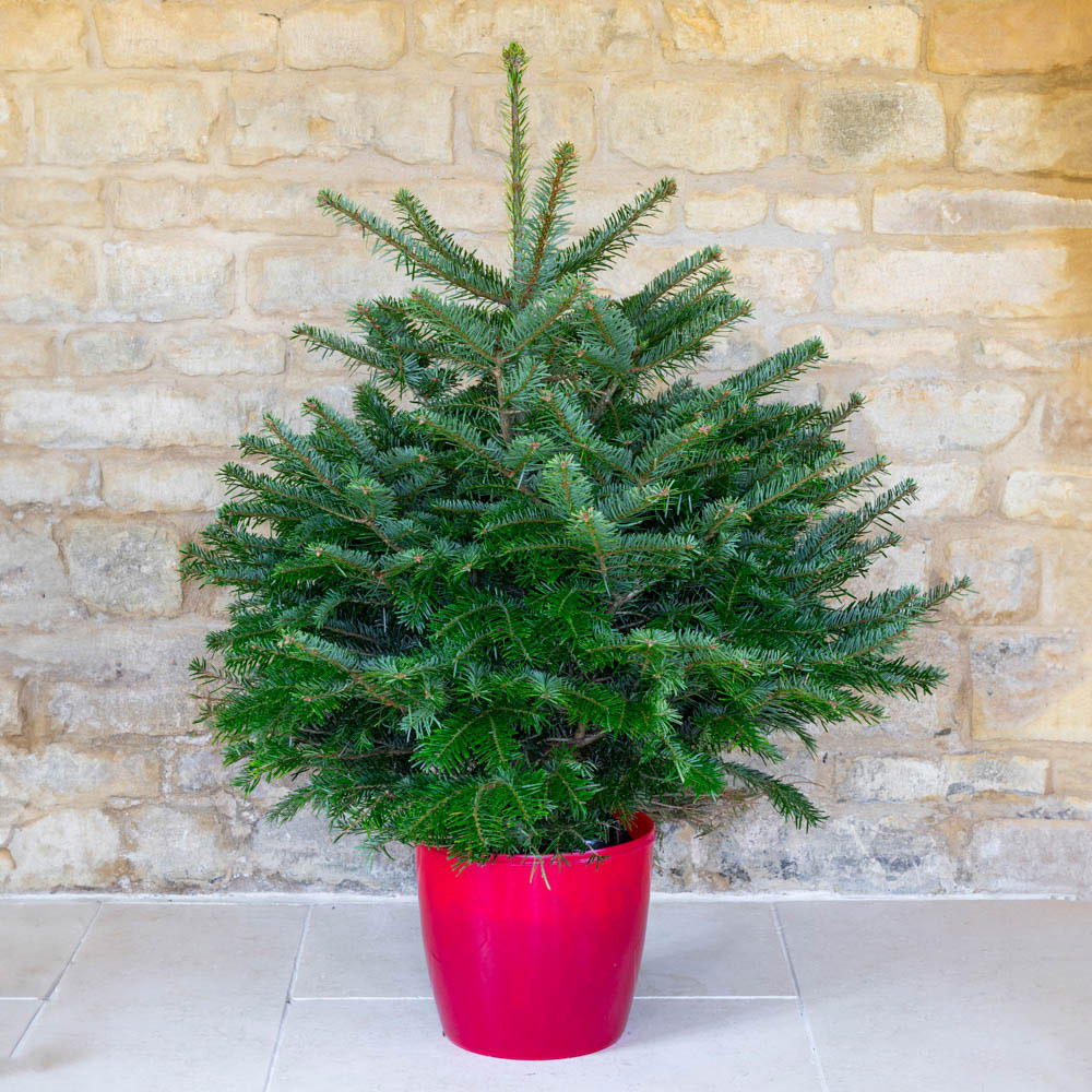 Pot Grown Nordmann Fir Christmas Tree 80 -100cm Image 2