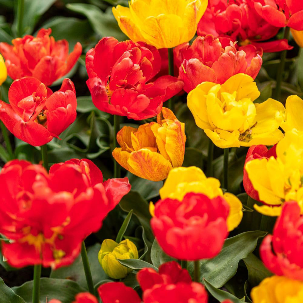 Thompson and Morgan Tulip Baby Blend Bulbs 16 Pack Image 5