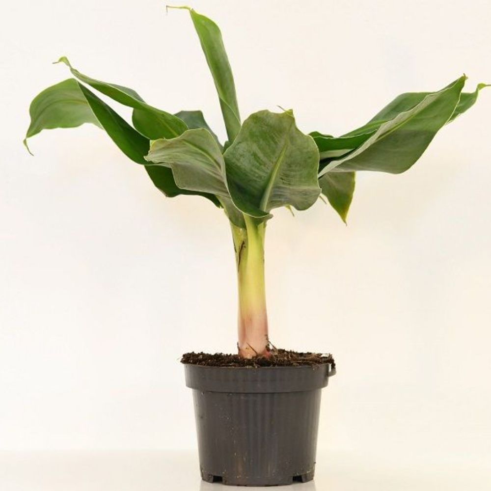 Thompson & Morgan Red Musa Hardy Banana Ever Plant Pot 9cm 2 Pack Image 2