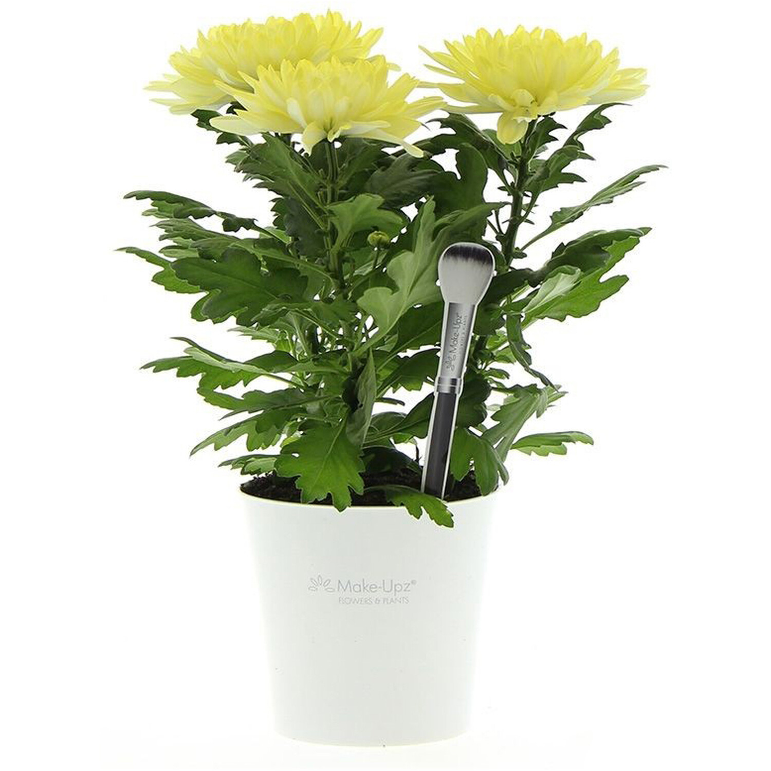 Chrysanthemum Special Plant Image 2