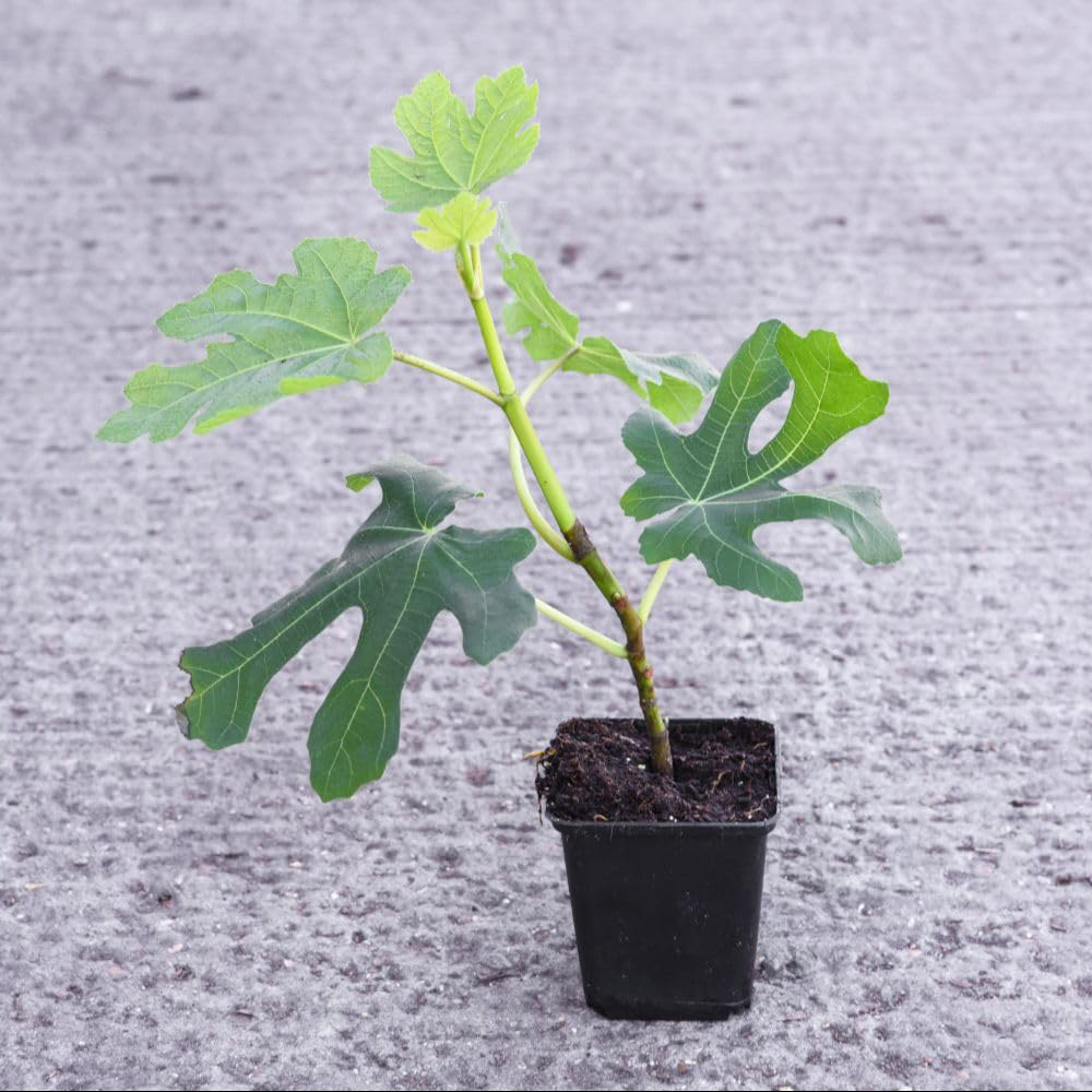 Thompson and Morgan Ficus Carica Plant Pot 5L 2 Pack Image 1