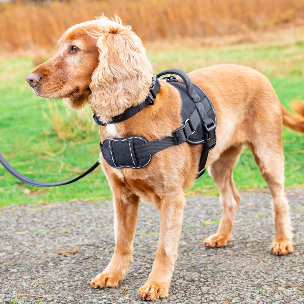 Explorer Harness Black Extra Large Image 2