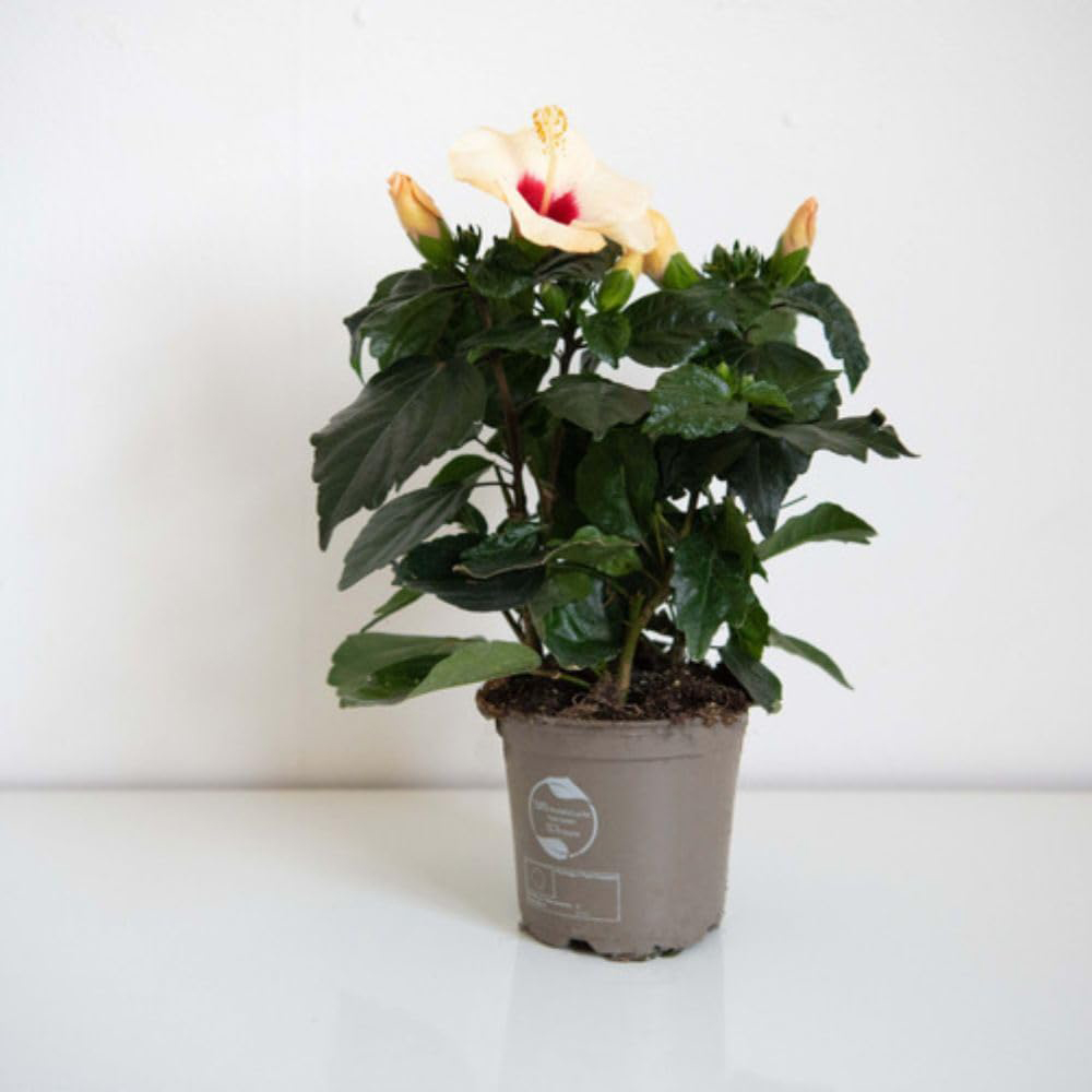 Thompson and Morgan Christmas Gift Hibiscus Adonicus Pearl Plant Pot 13cm Image 5