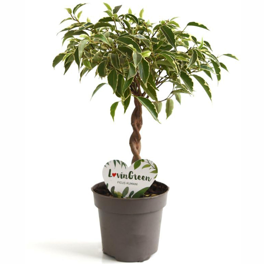 Thompson and Morgan Ficus Benjamina Nina Braided Stem Plant Pot 12cm Image 2