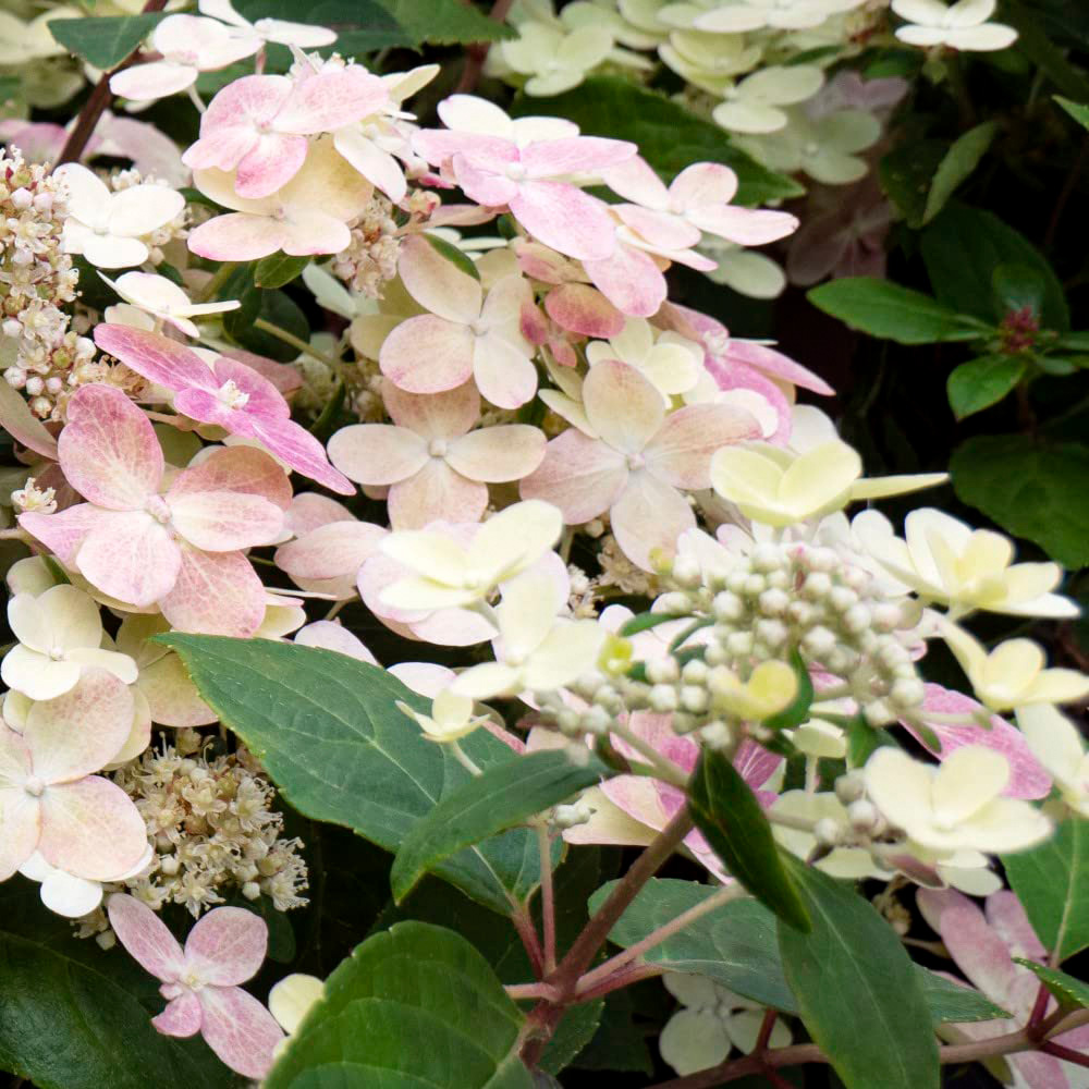 Thompson and Morgan Hydrangea Paniculata Polestar Ophelia Plant Pot 3L 2 Pack Image 7