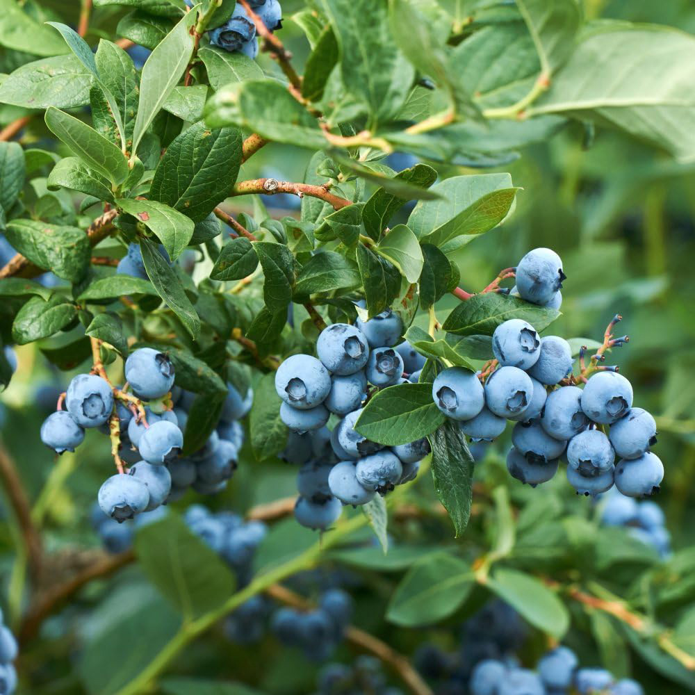 Thompson and Morgan Blueberry Vaccinium Osorno Potted Plant 1.5L Image