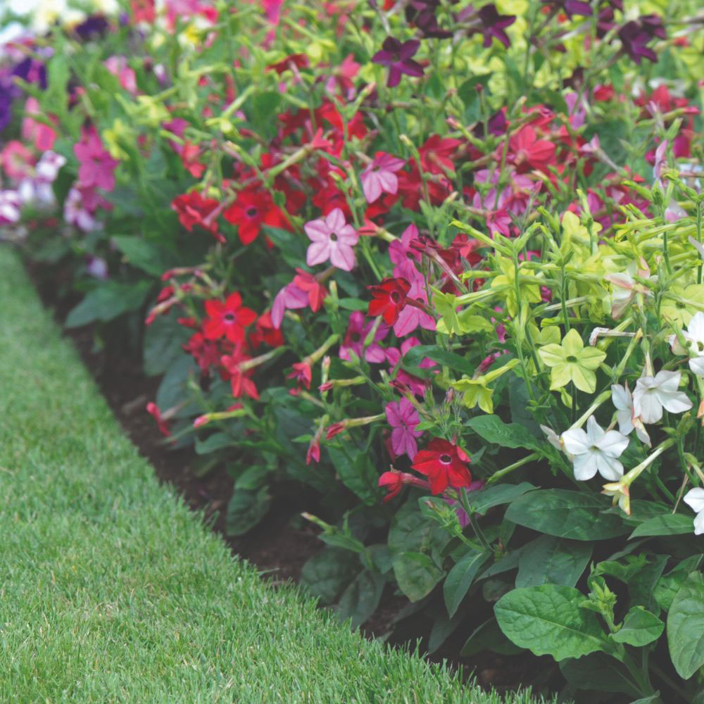Thompson and Morgan Nicotiana Eau De Cologne Garden Ready Plant 15 Pack Image 3