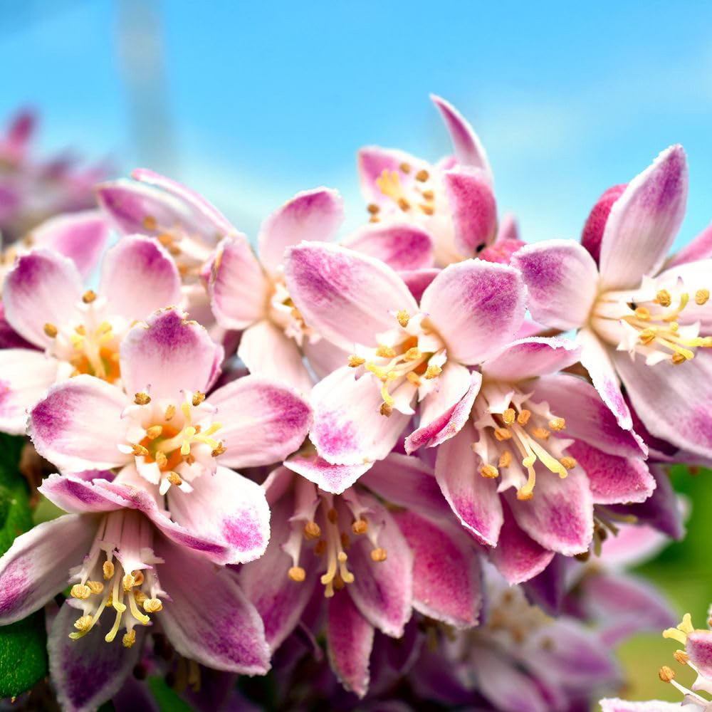 Thompson and Morgan Deutzia Prettistar Pink Cloud Plant Pot 3L Image 2