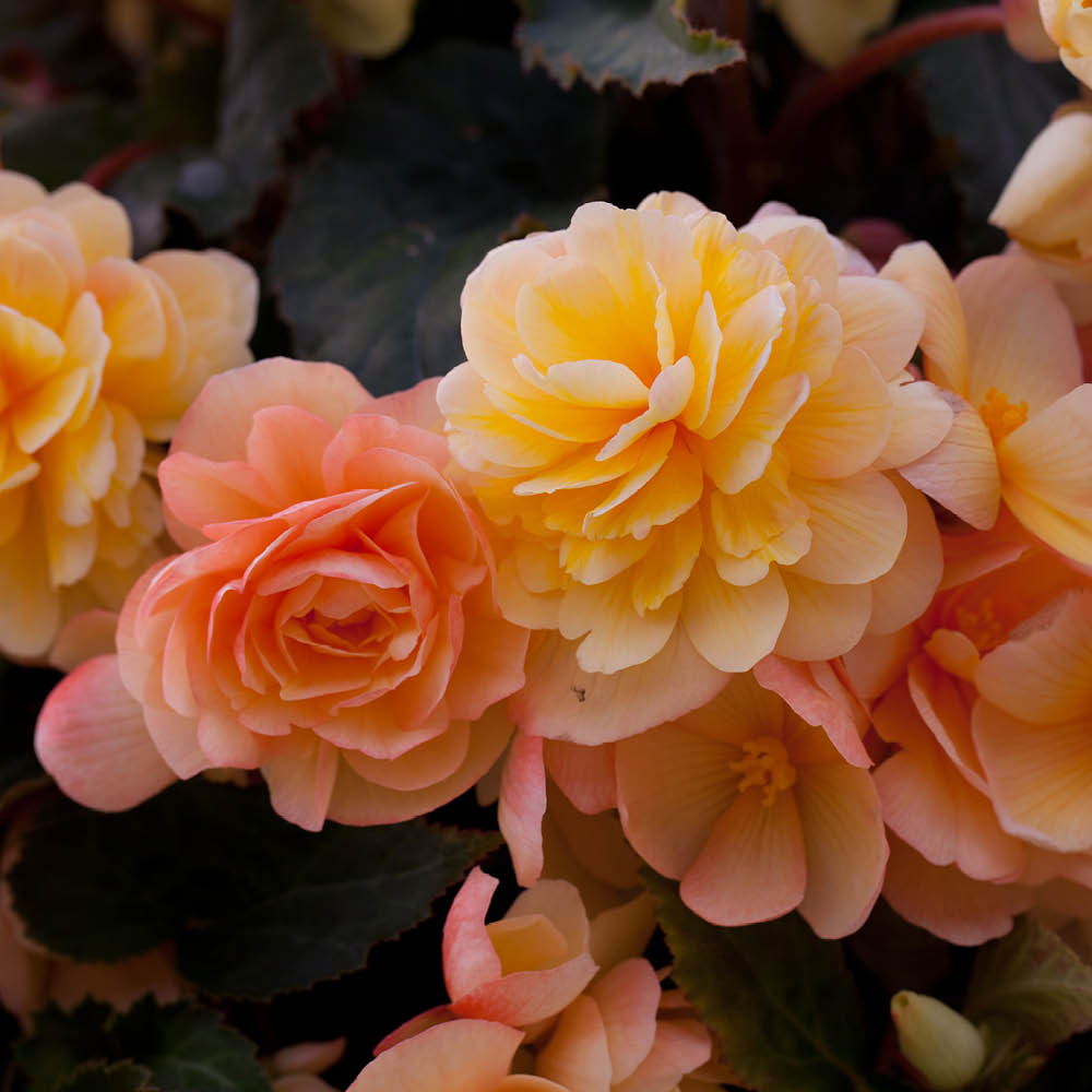 YouGarden Begonia Apricot Shades Rattan Hanging Baskets 2 Pack Image 4