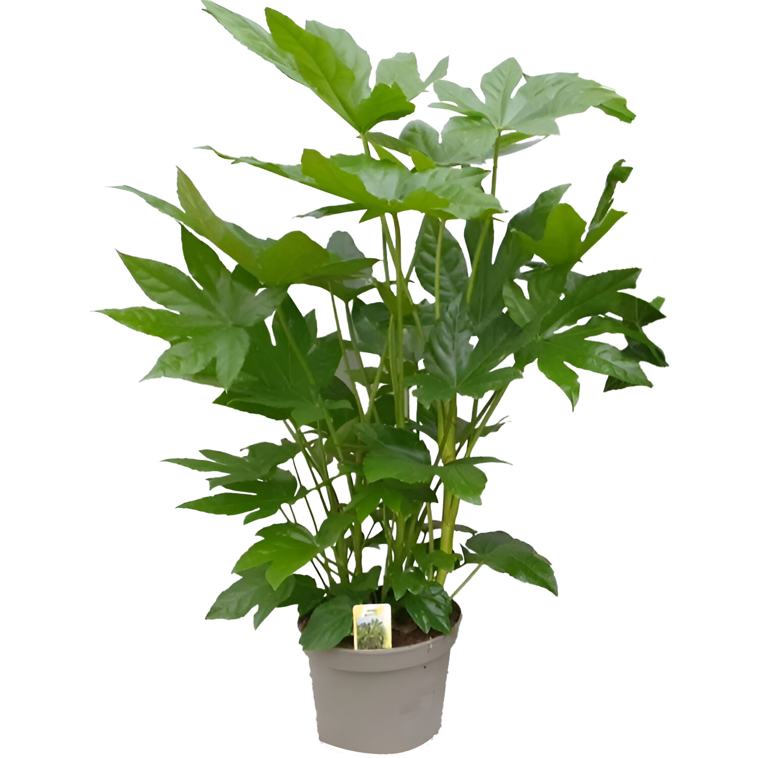 Fatsia Japonica in Pot Green Image