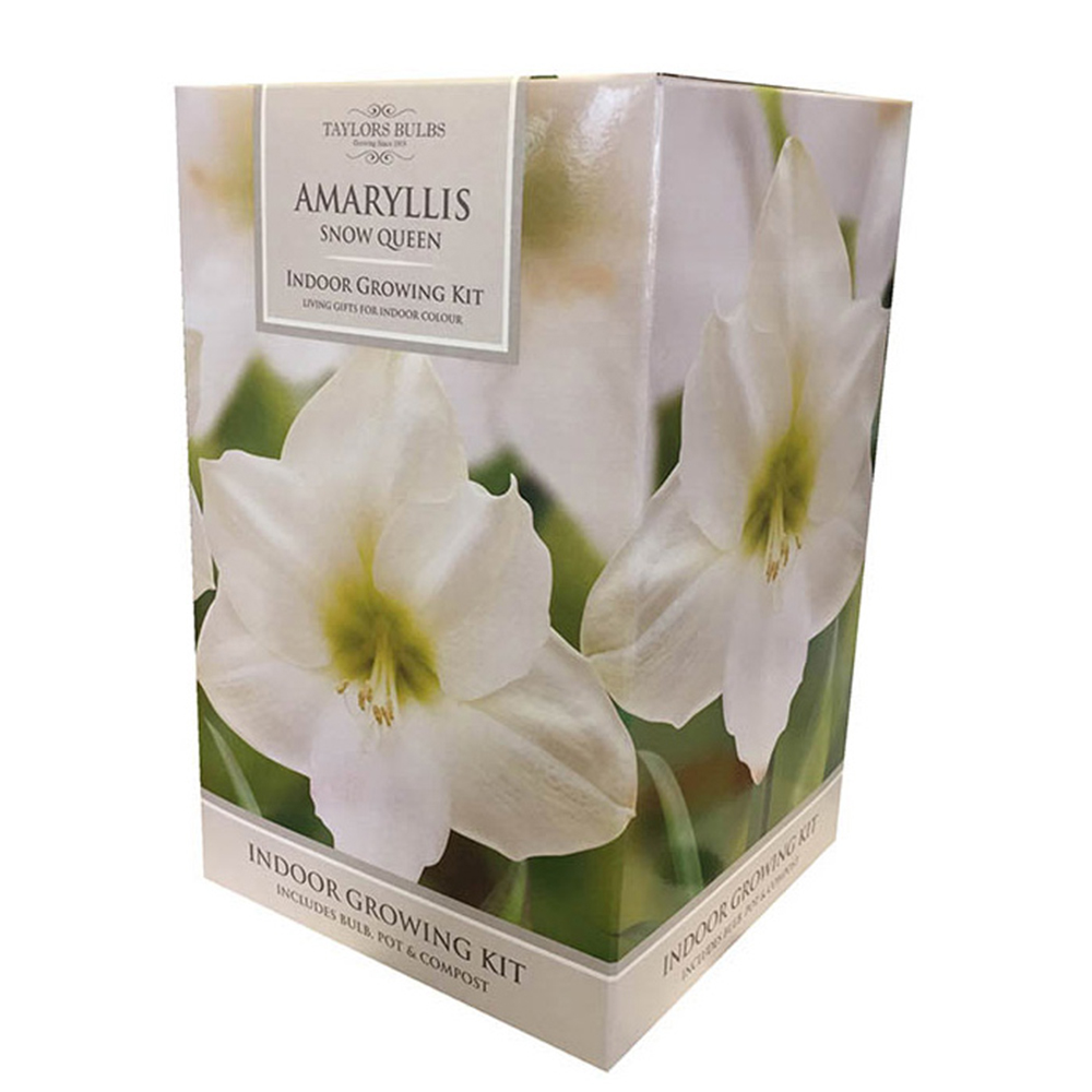 Taylors Indoor Growing Kit Amarylis Snow Queen White Image 2