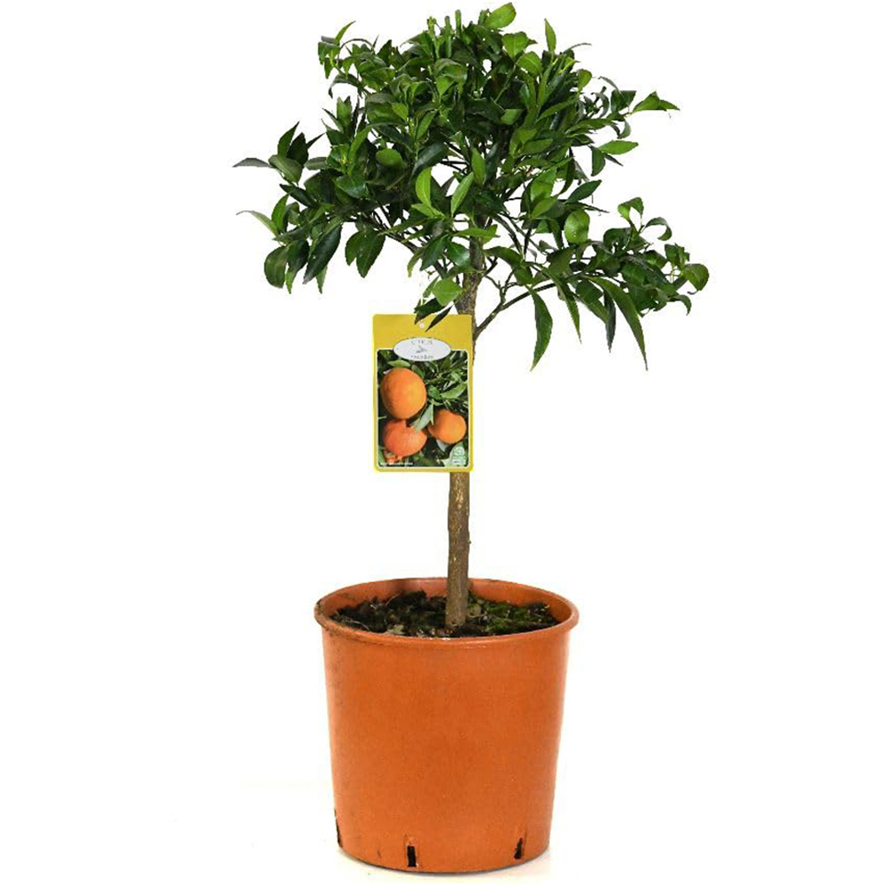 Thompson and Morgan Citrus Tree Mandarin Plant Pot 5L 2 Pack Image 2