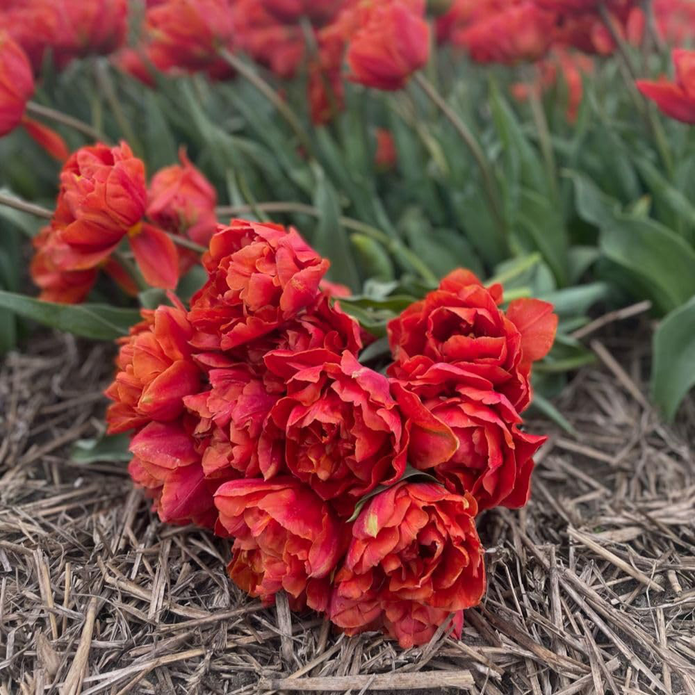 Thompson and Morgan Tulip Orange Flavour Planting Bulb 16 Pack Image 3