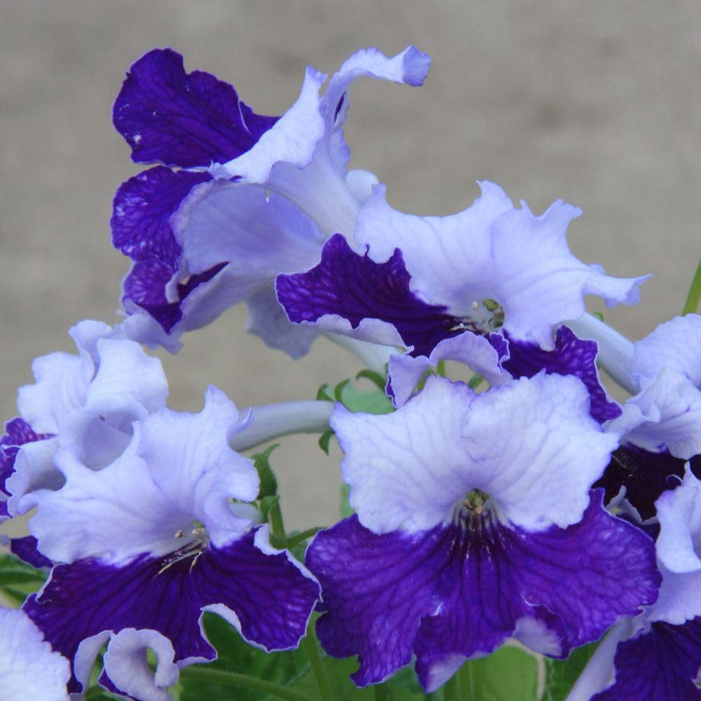 Thompson and Morgan Streptocarpus Manon Jumbo Plug 3 Pack Image 1