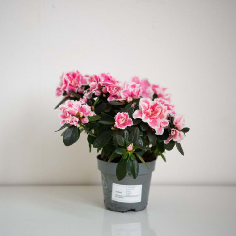 Thompson and Morgan Christmas Gift Pink and White Azalea Plant Pot 12cm Image 5