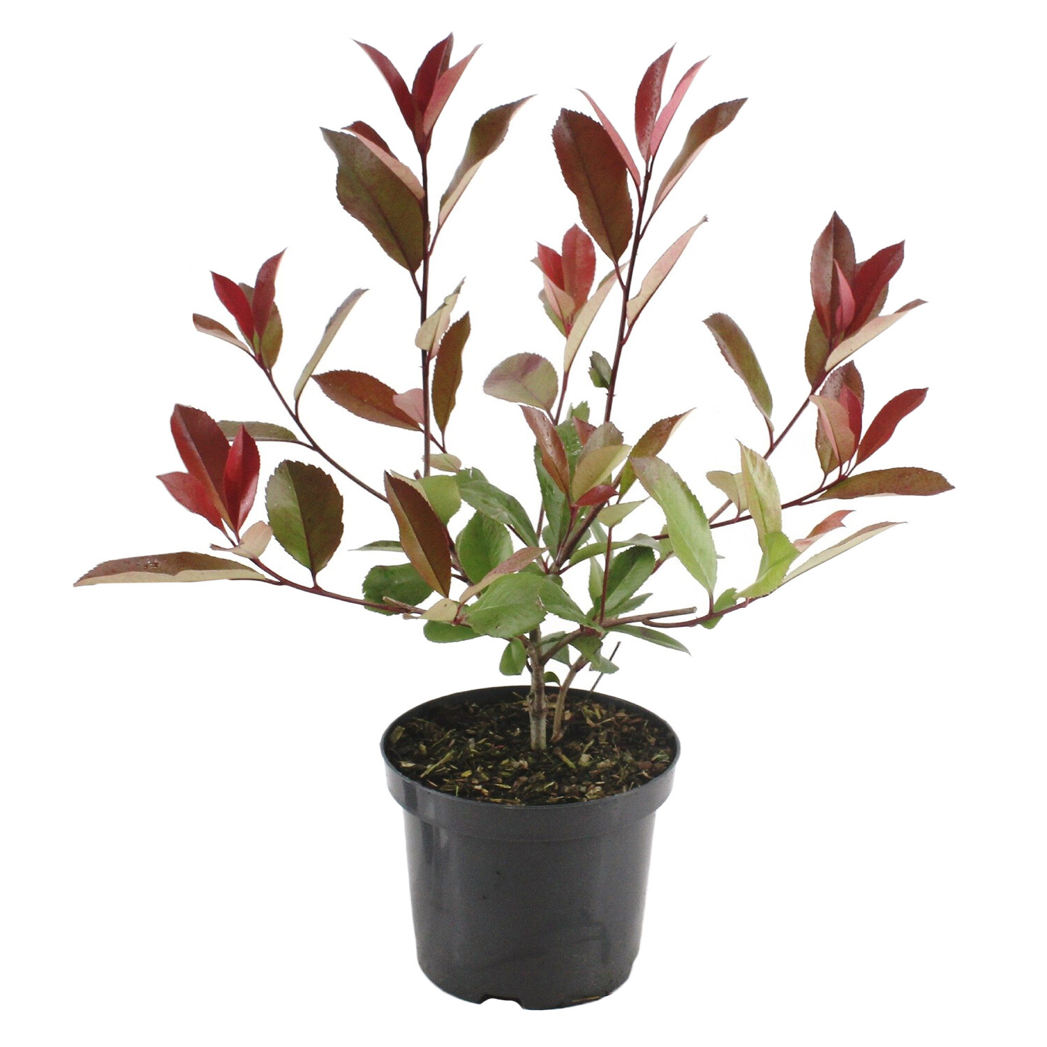 Photinia Red Robin - Red Image