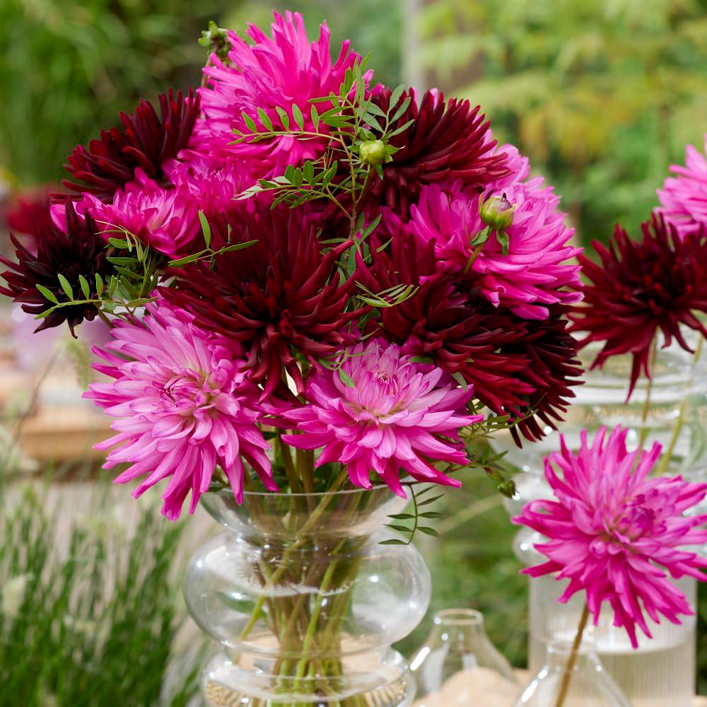Thompson and Morgan Dahlia Dark Diamond Collection Tuber 5 Pack Image 1