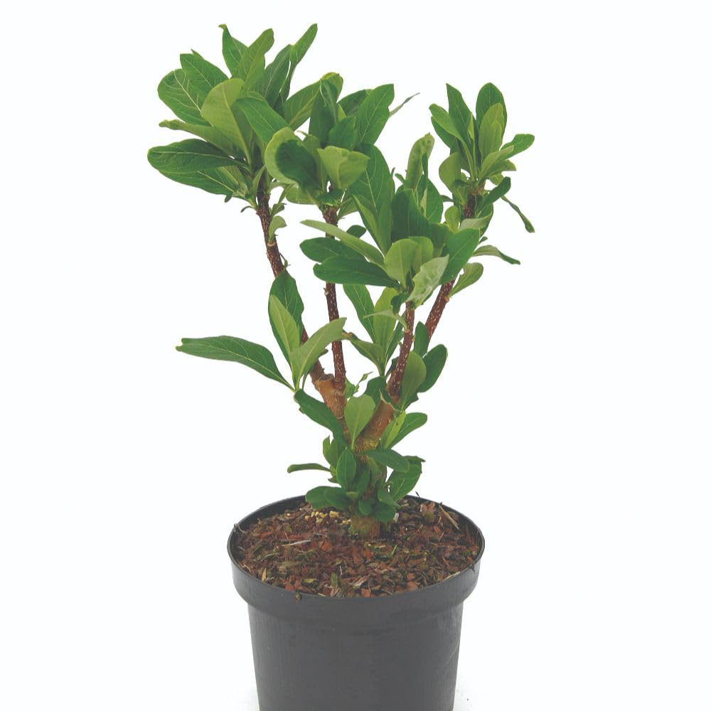 Thompson and Morgan Edgeworthia Grandiflora Plant Pot 5L 2 Pack Image 2