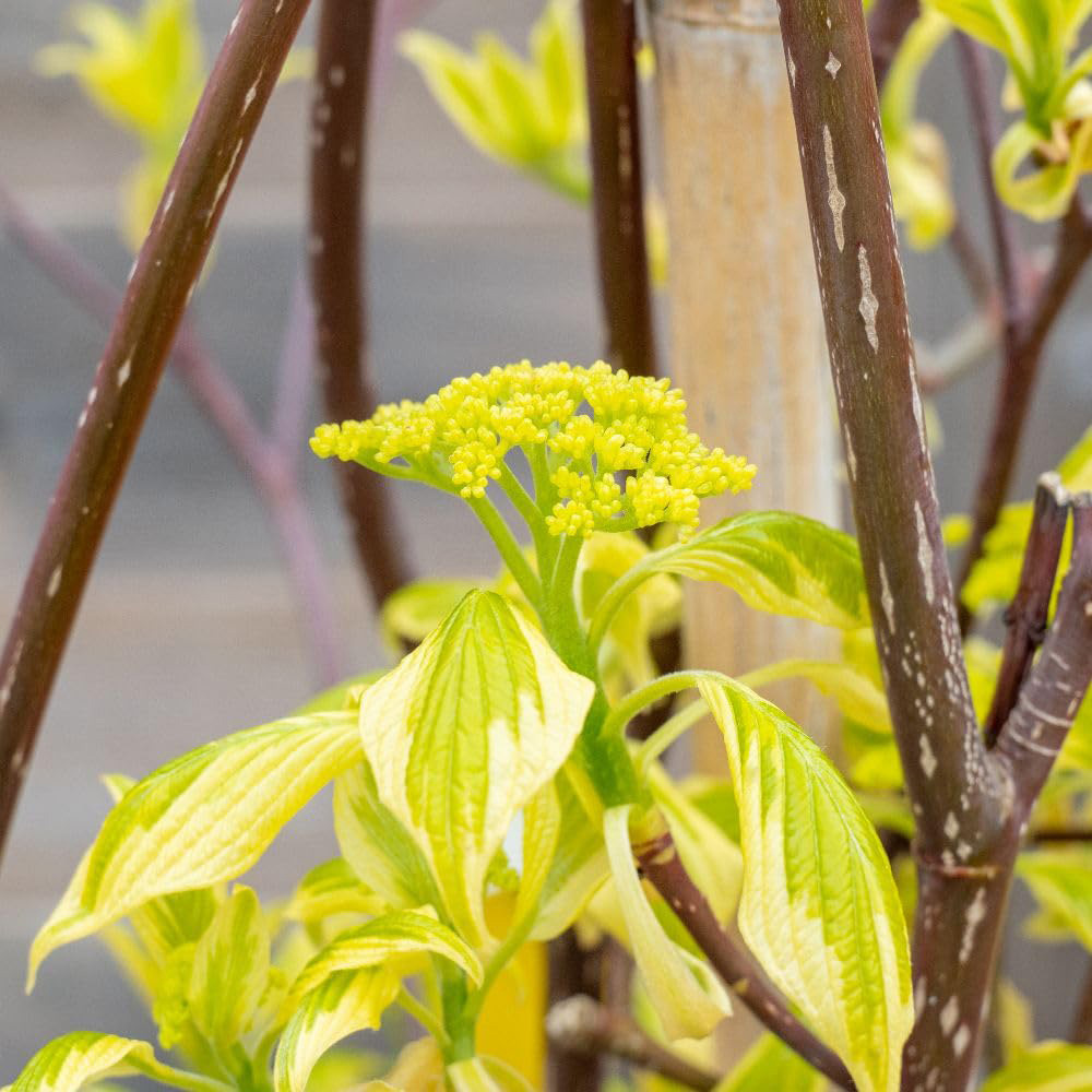 Thompson and Morgan Cornus Controversa Plant Pot 18L Image 1