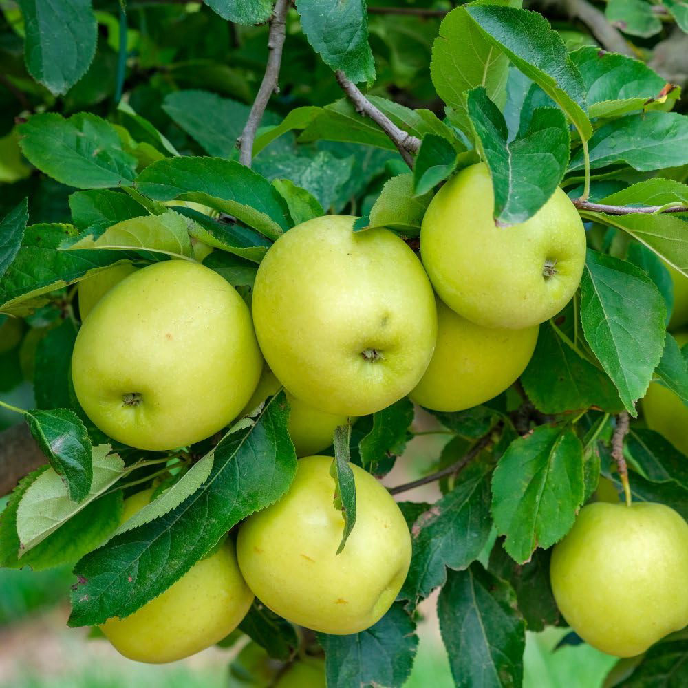 Thompson and Morgan Apple Malus Golden Delicious Plant Pot 5L Image 1