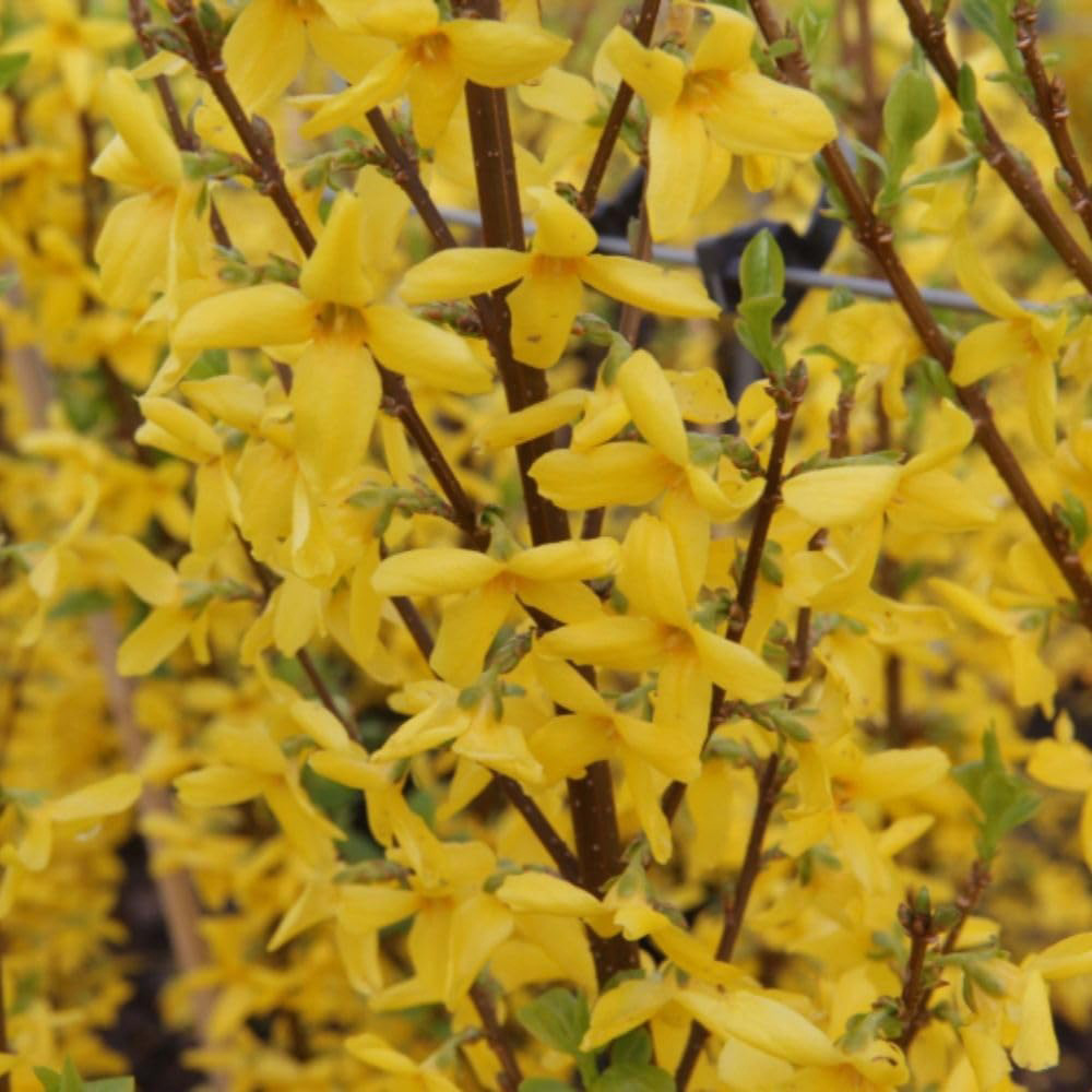 Thompson and Morgan Forsythia and Intermedia Weekend Plant Pot 3L Image 4