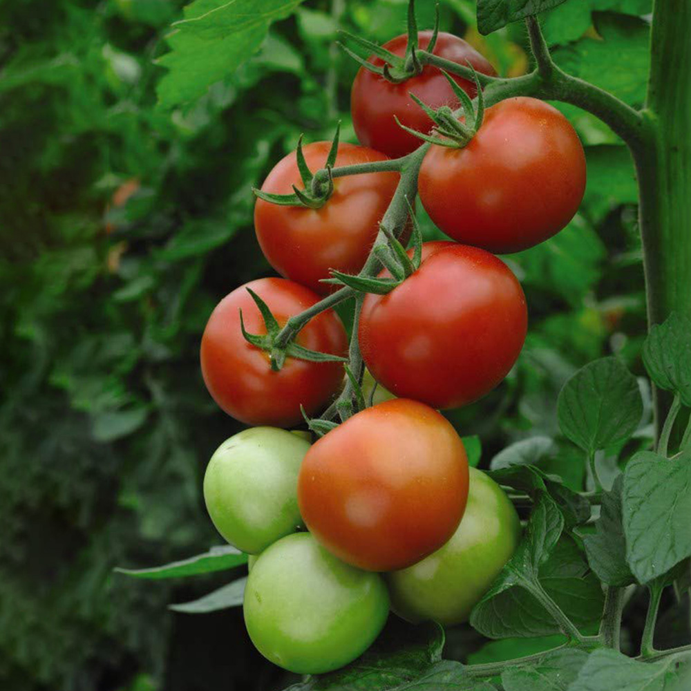 Thompson & Morgan Tomato Moneymaker Seed Packet Image 4