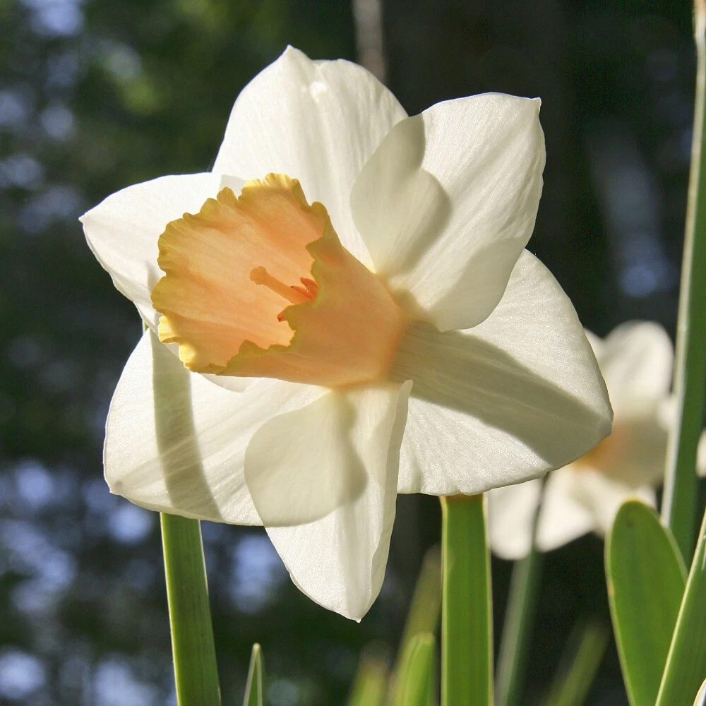 Thompson and Morgan Daffodil Passionale Planting Bulb 8 Pack Image 2