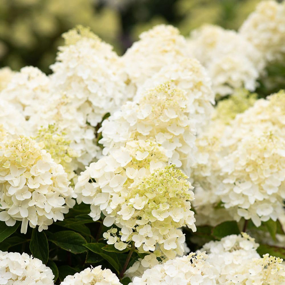 Thompson & Morgan Hydrangea Paniculata Living Summer Snow Plant Pot 12cm Image 1