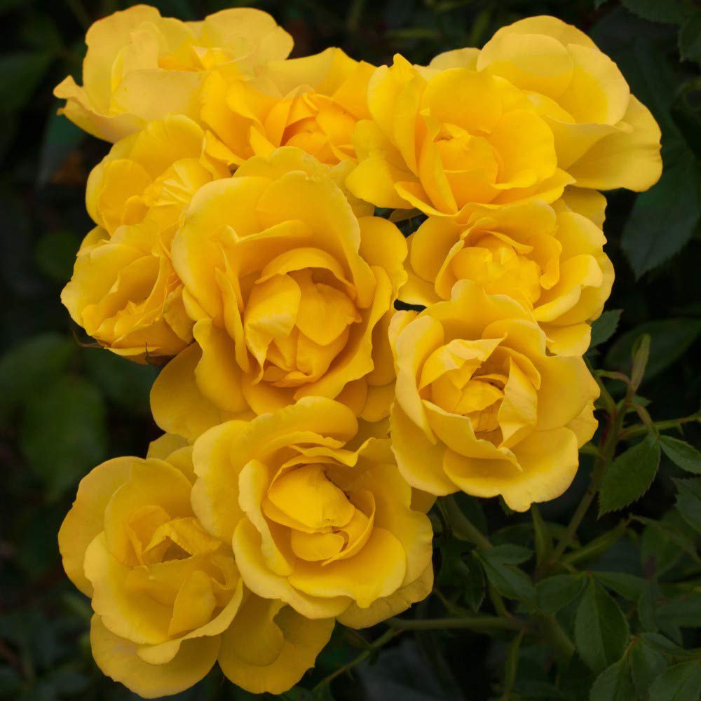 Thompson and Morgan Grandma’s Rose Plant Pot 3L Image