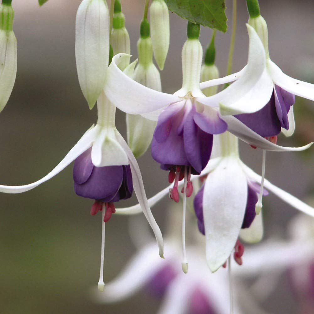 Thompson and Morgan Viburnum Opulus Snowball Shrub Potted Plant 9cm Image 1