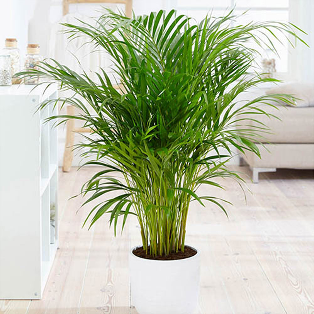 wilko Large Areca Palm Image 2