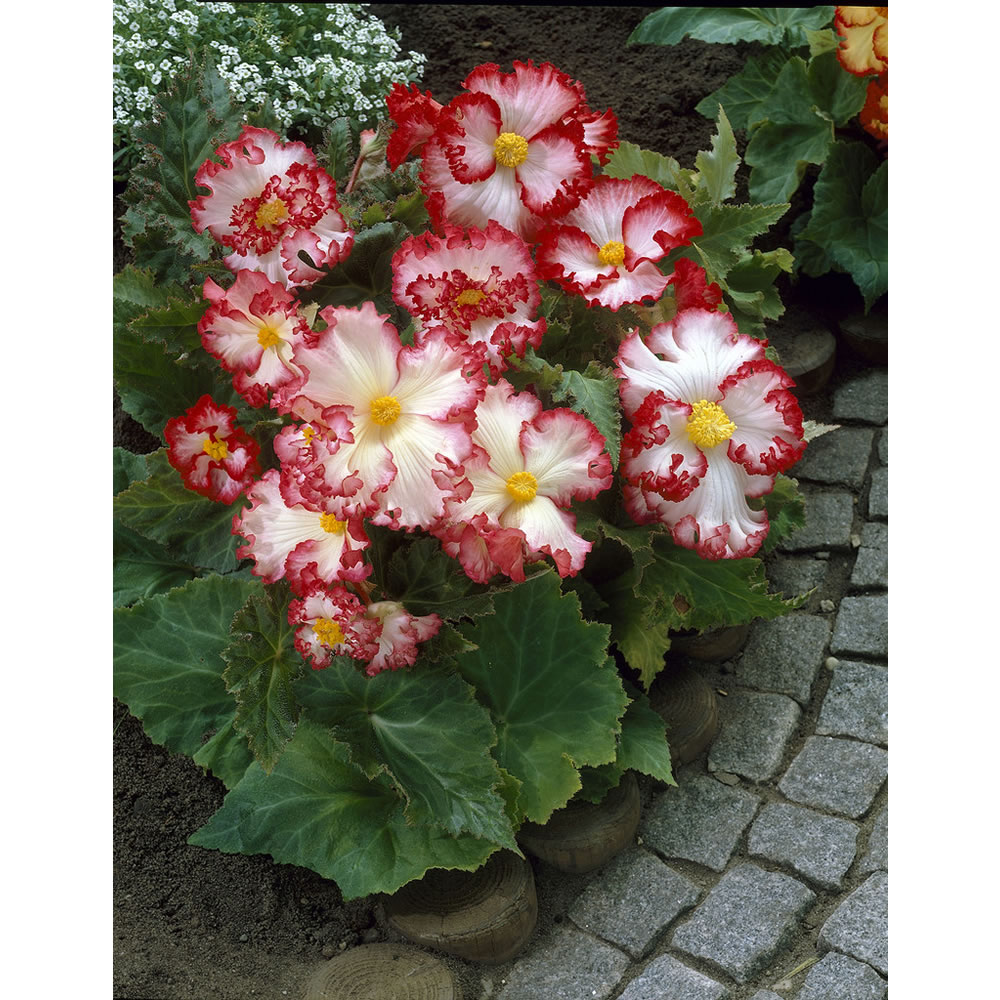 Wilko Begonia Crispa Marginata Spring Planting    Bulbs 2 pack Image