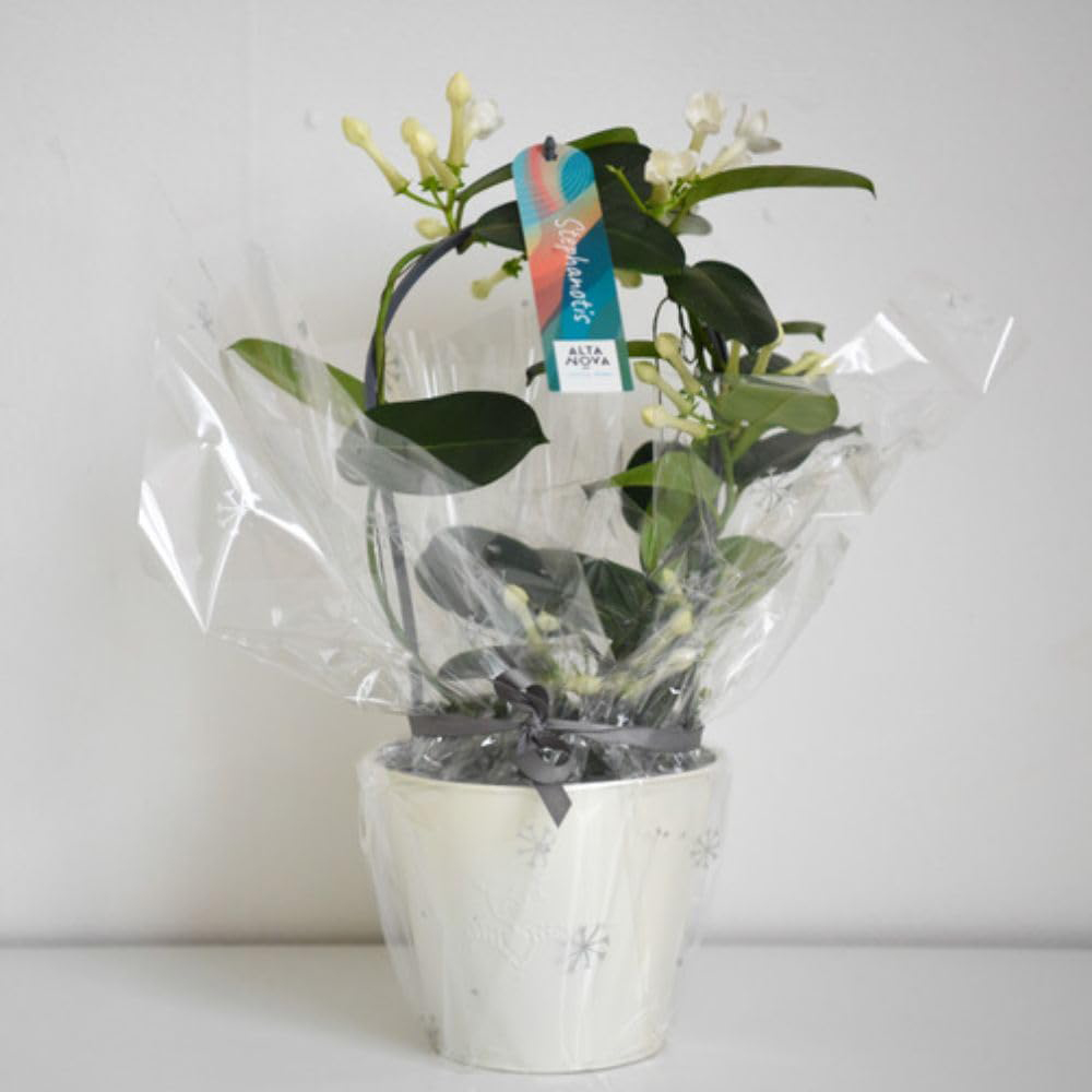 Thompson and Morgan Christmas Gift Stephanotis Floribunda Plant in Zinc Cachepot 12cm 2 Pack Image 4