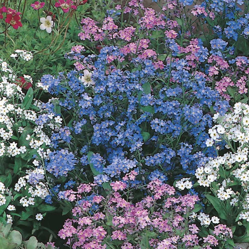Johnsons Forget Me Not Mix Flower Seeds Image 2