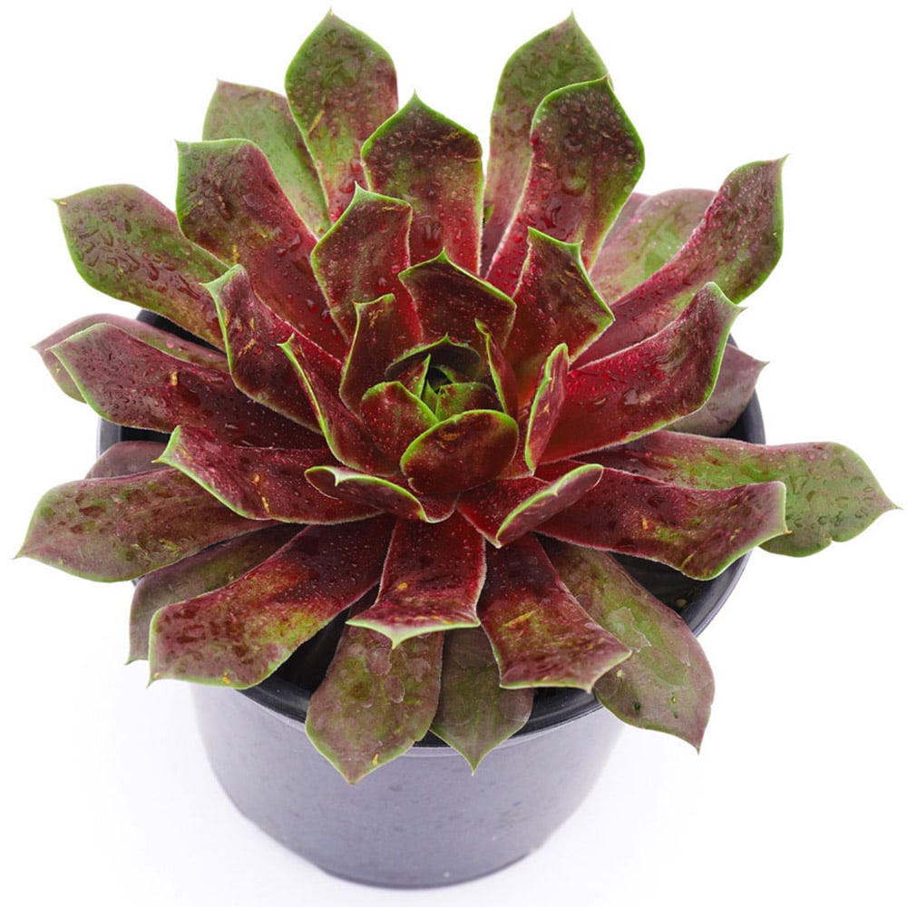 YouGarden Sempervivum Chick Charm Giants Plant Pots 3 Pack Image 7