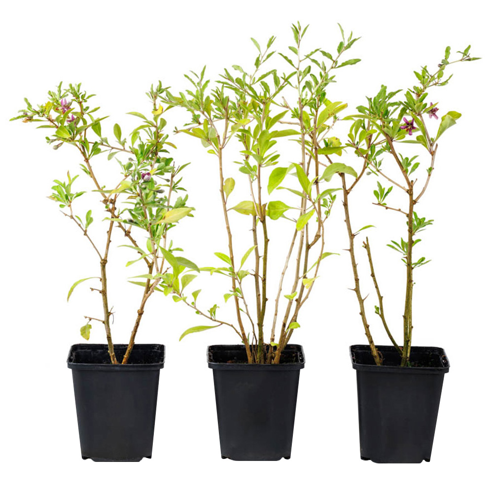 YouGarden Lycium Barb Sweet Lifeberry Goji Berry Plant Pot 9cm 3 Pack Image 4