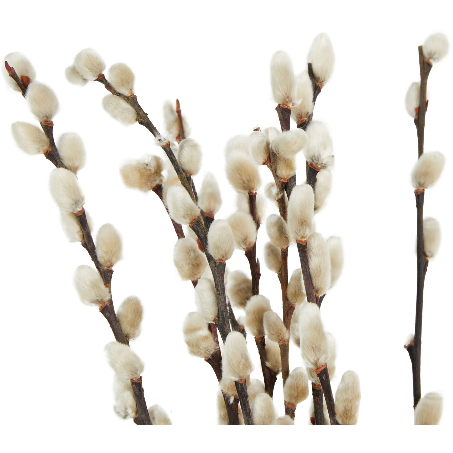 Pussywillow Bouquet 60cm - Natural Image 2