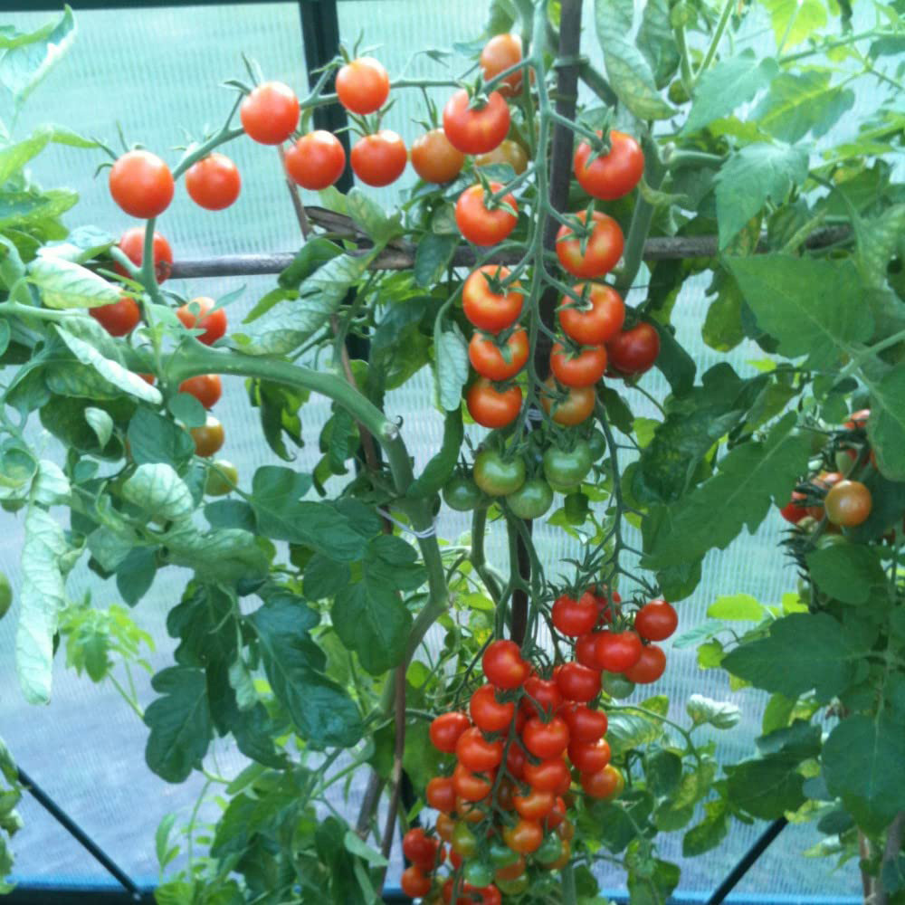 Thompson and Morgan Tomato Gardeners Delight Plant Pot 9cm 3 Pack Image 2