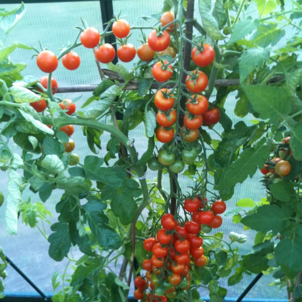 Thompson and Morgan Tomato Gardeners Delight Plant Pot 9cm Image 2