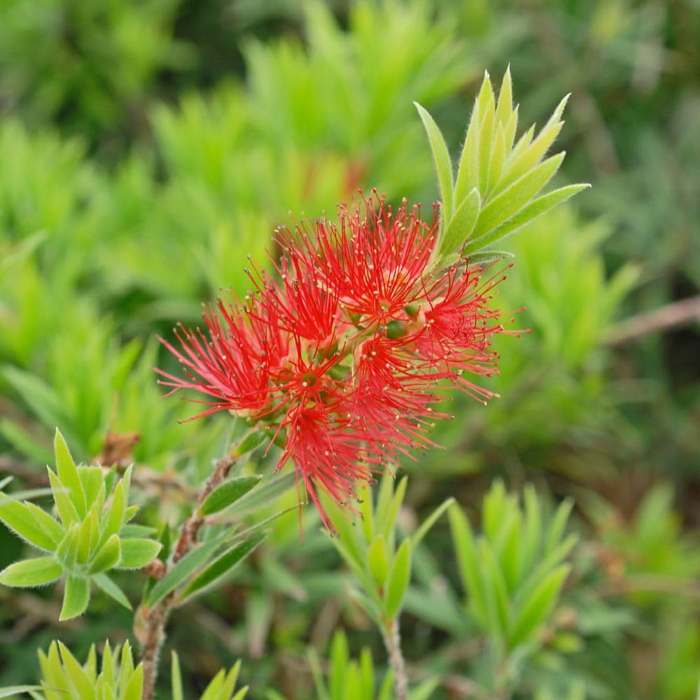 Thompson and Morgan Callistemon Maso Mini Red Plant Pot 18cm 2 Pack Image 3