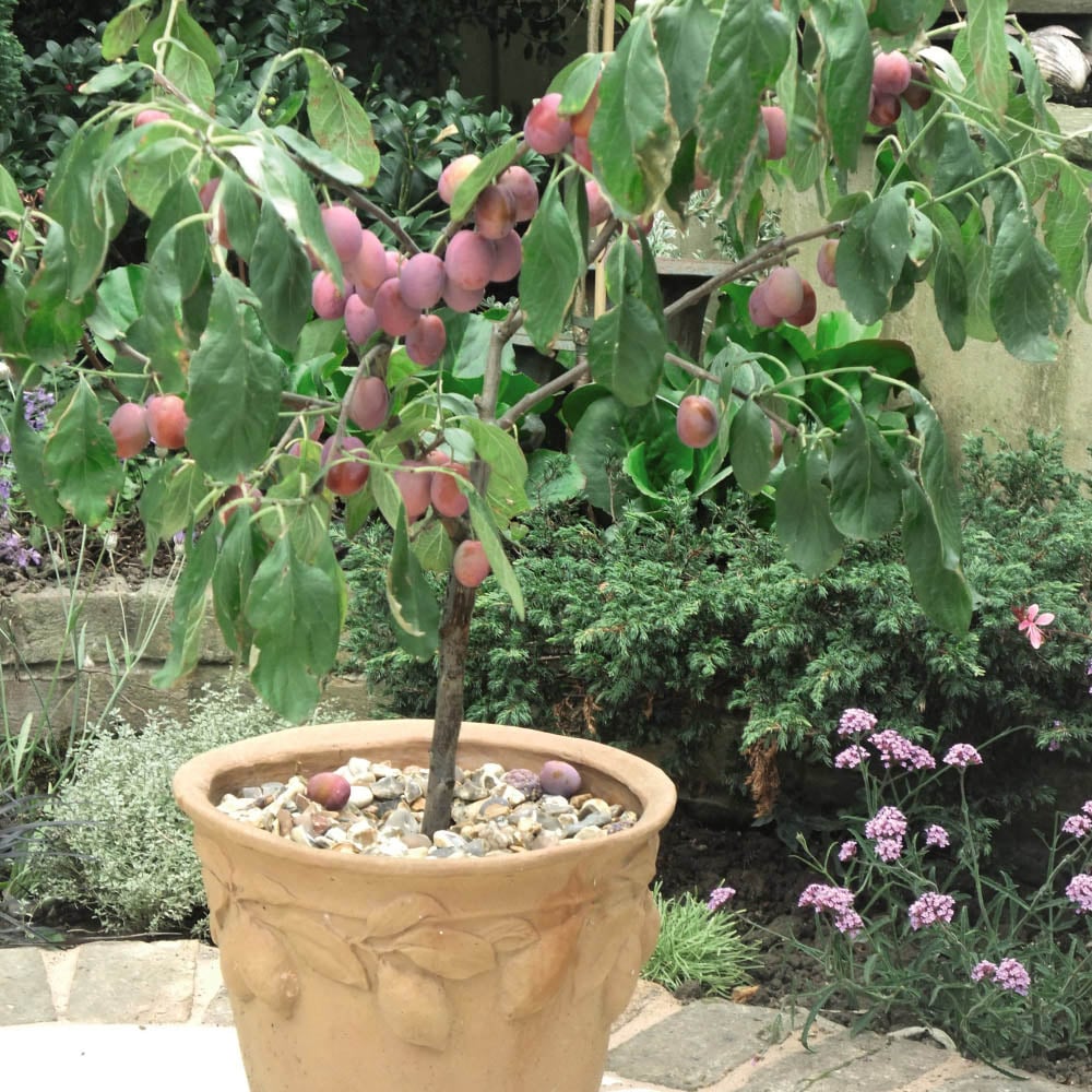 Thompson and Morgan Wonder Tree Plum Victoria Plant in Pot 24cm Image 4