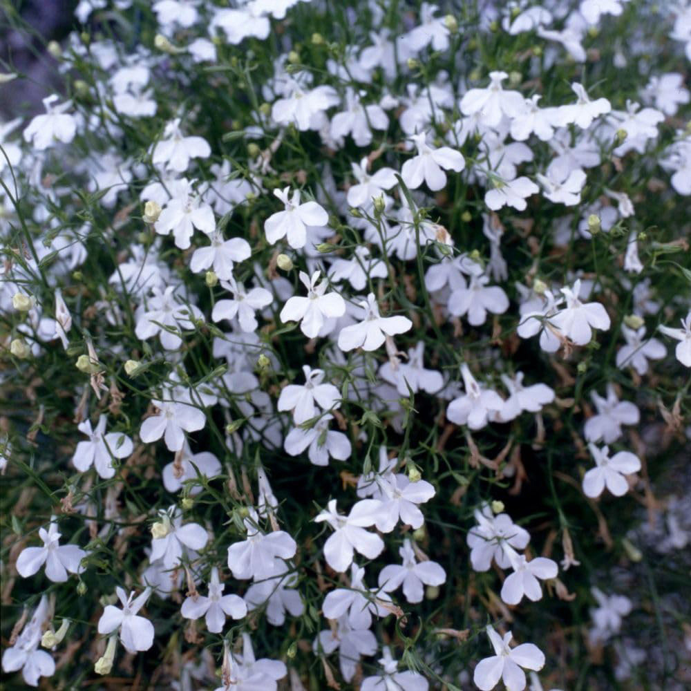 Thompson and Morgan Lobelia Fountain White Garden Ready Plant 30 Pack Image 1