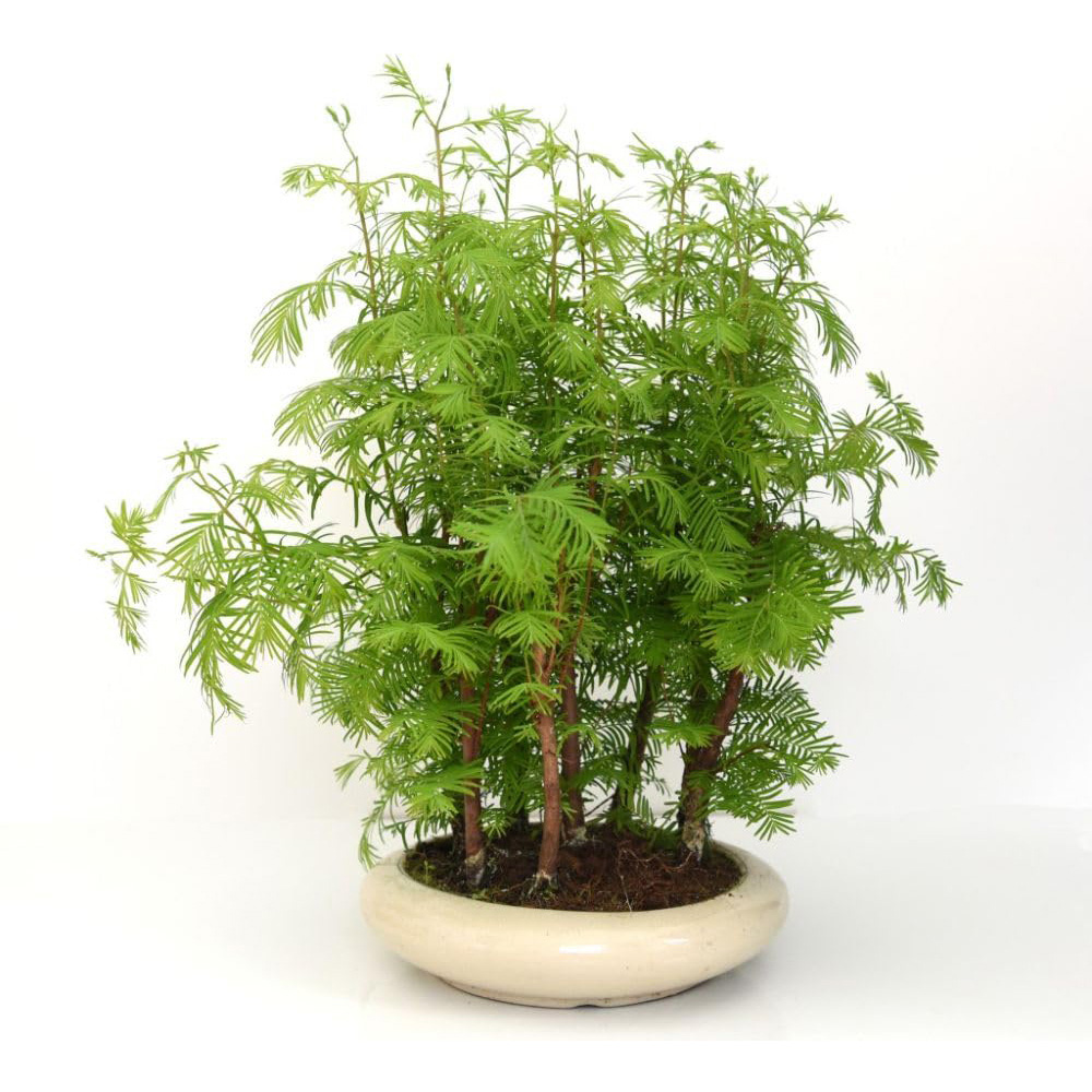 Thompson and Morgan Bonsai Metasequoia Forest in Oval Ceramic Potted Plant 16cm 2 Pack Image 3