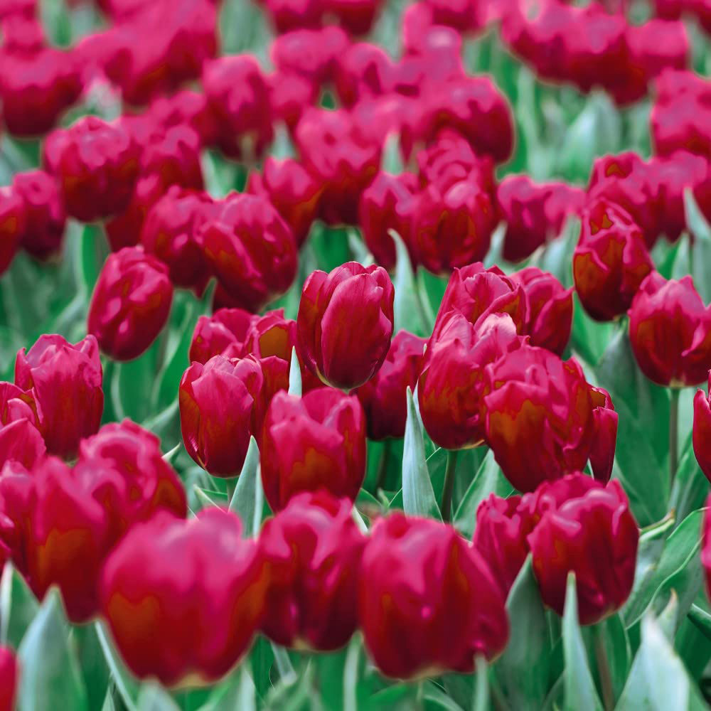Thompson and Morgan Tulip Barcelona Planting Bulb 16 Pack Image 2