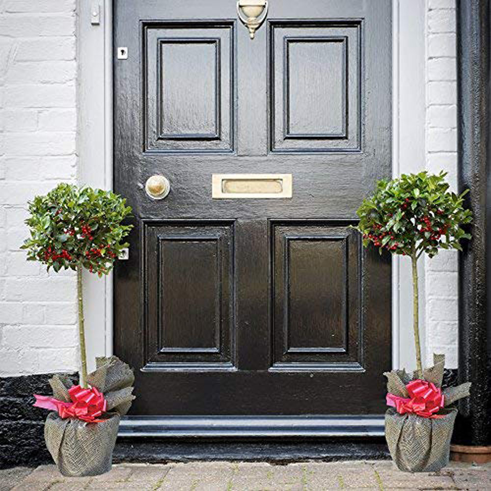 Thompson and Morgan Ilex Holly Green Alaska Plant Pot 2L Image 2
