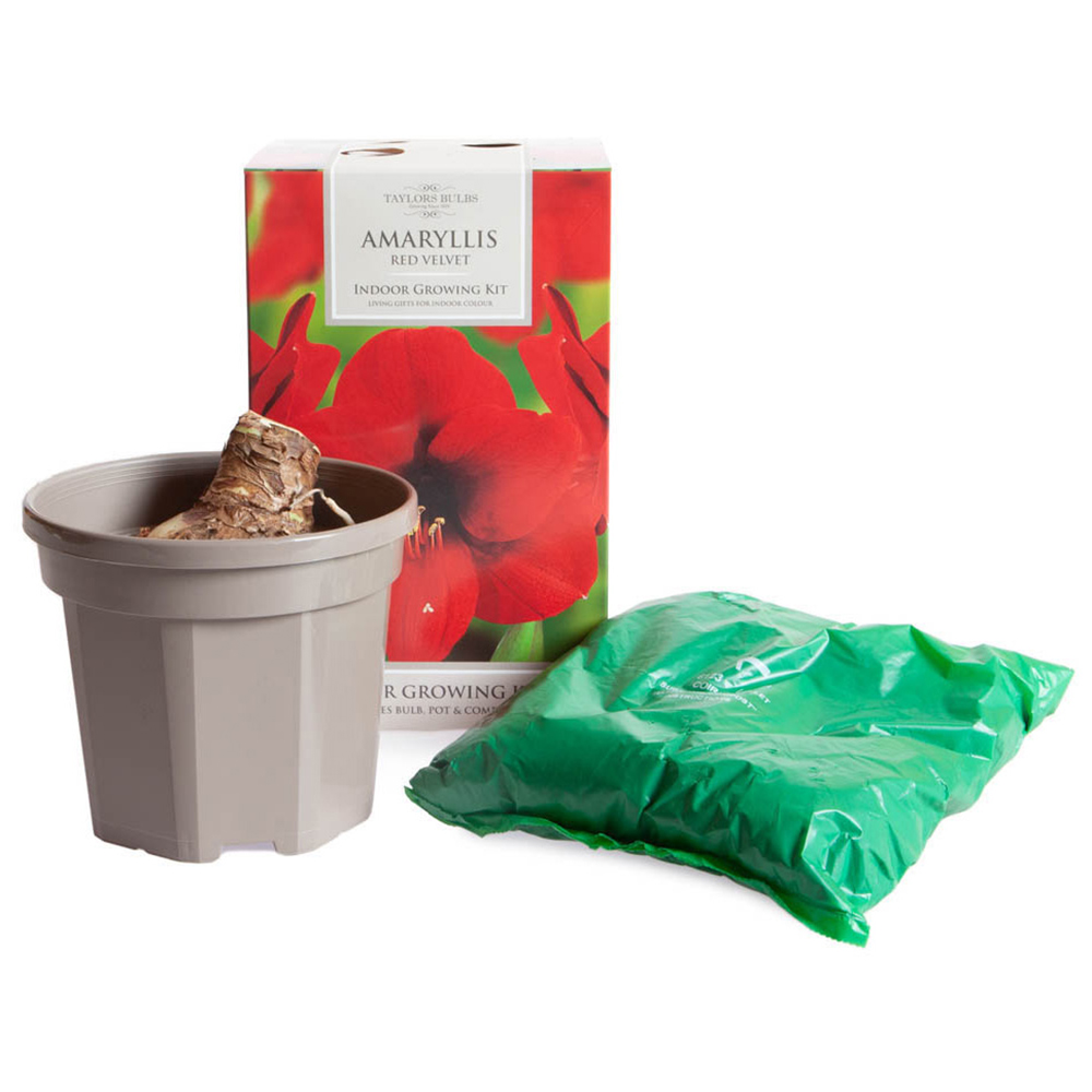 Taylors Indoor Growing Kit Amarylis Red Velvet Image 3