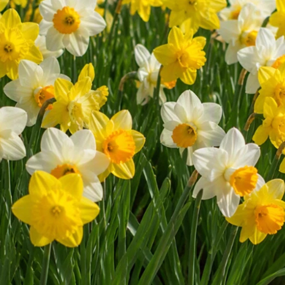 Thompson and Morgan Daffodil Rockgarden Mixed Spring Planting Bulb 20 Pack Image 1