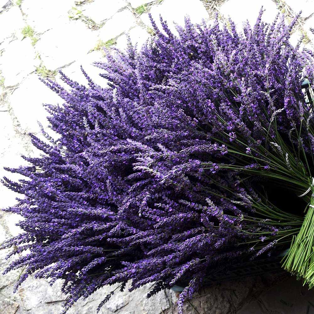 Thompson and Morgan Lavender Phenomenal Plant Pot 9cm 6 Pack Image 2