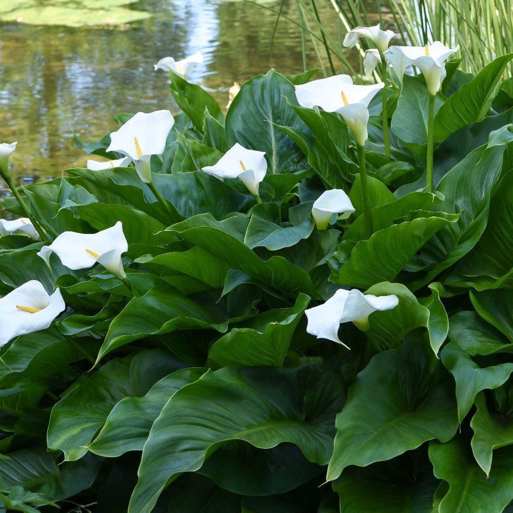 Thompson and Morgan Zantedeschia Aethiopica Planting Bulb 2 Pack Image 3